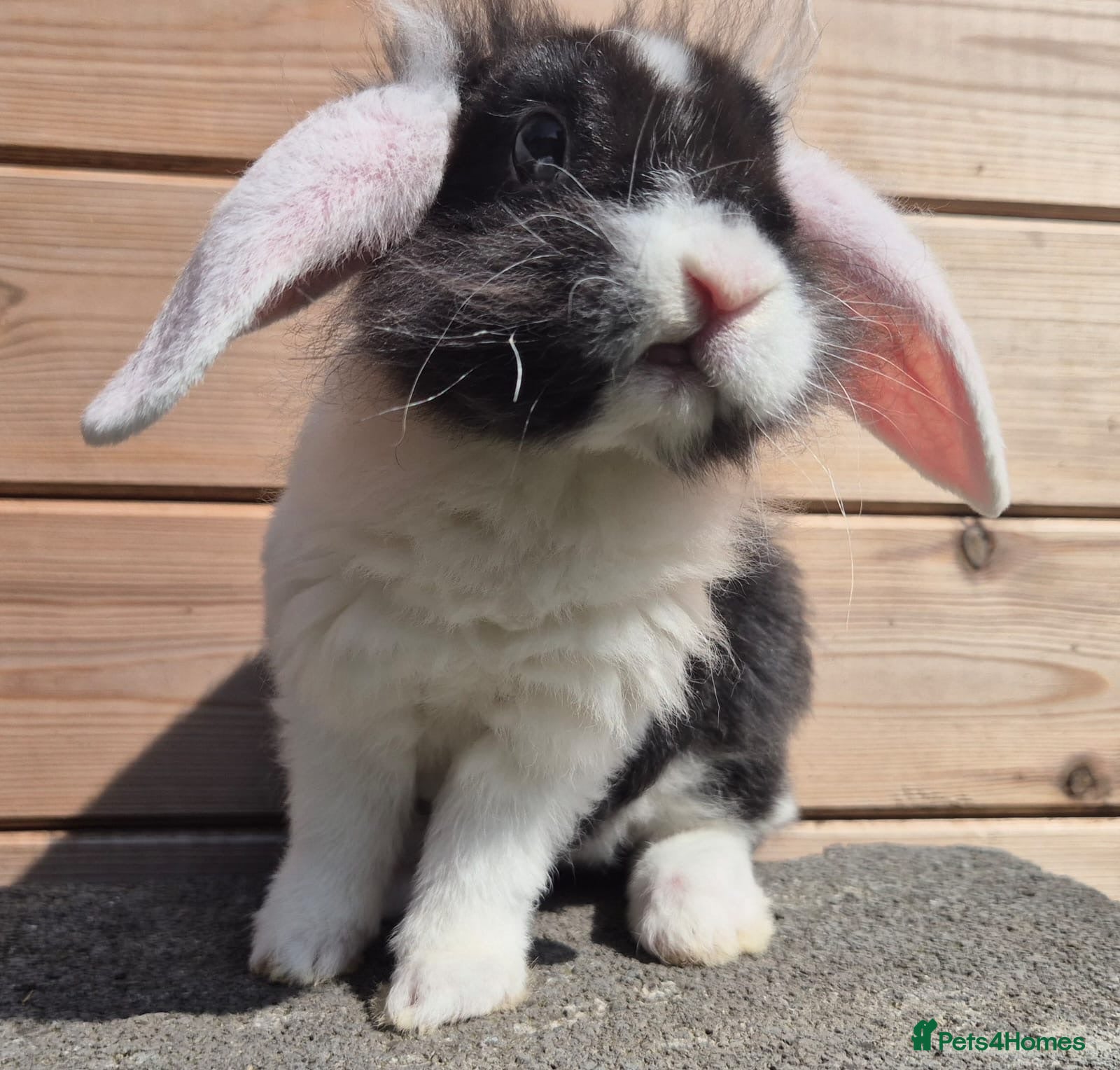 Mini Lop rabbits 1 lionlop - Advert 11