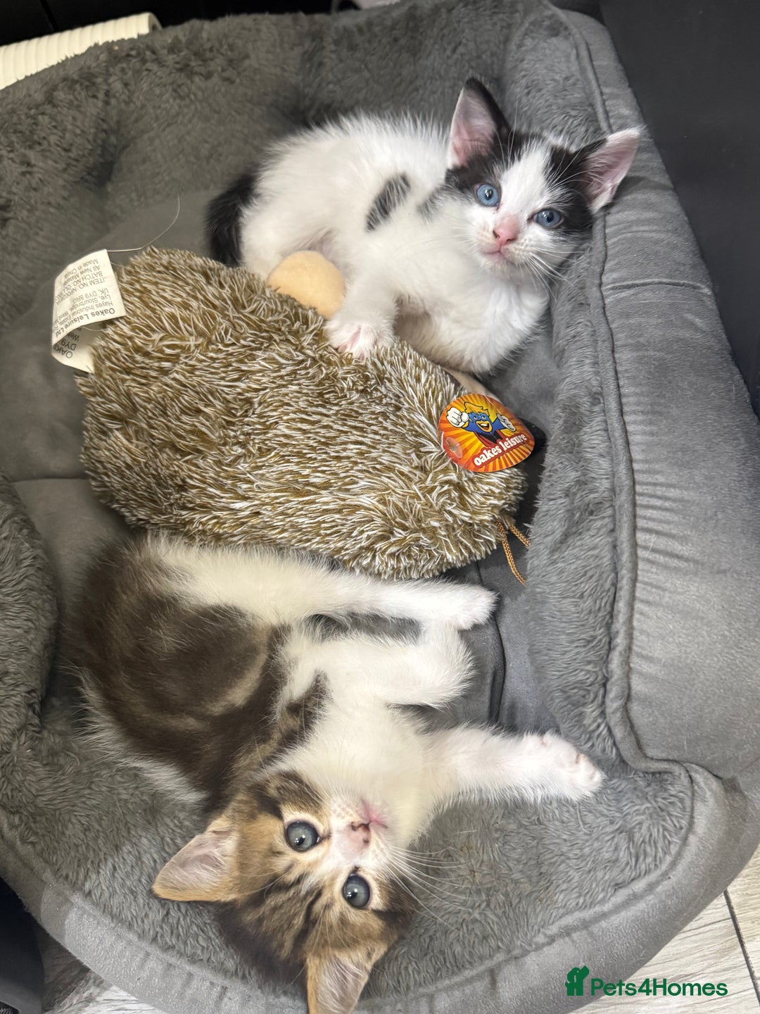 Mixed Breed cats for sale: Tabby Kittens - Advert 12