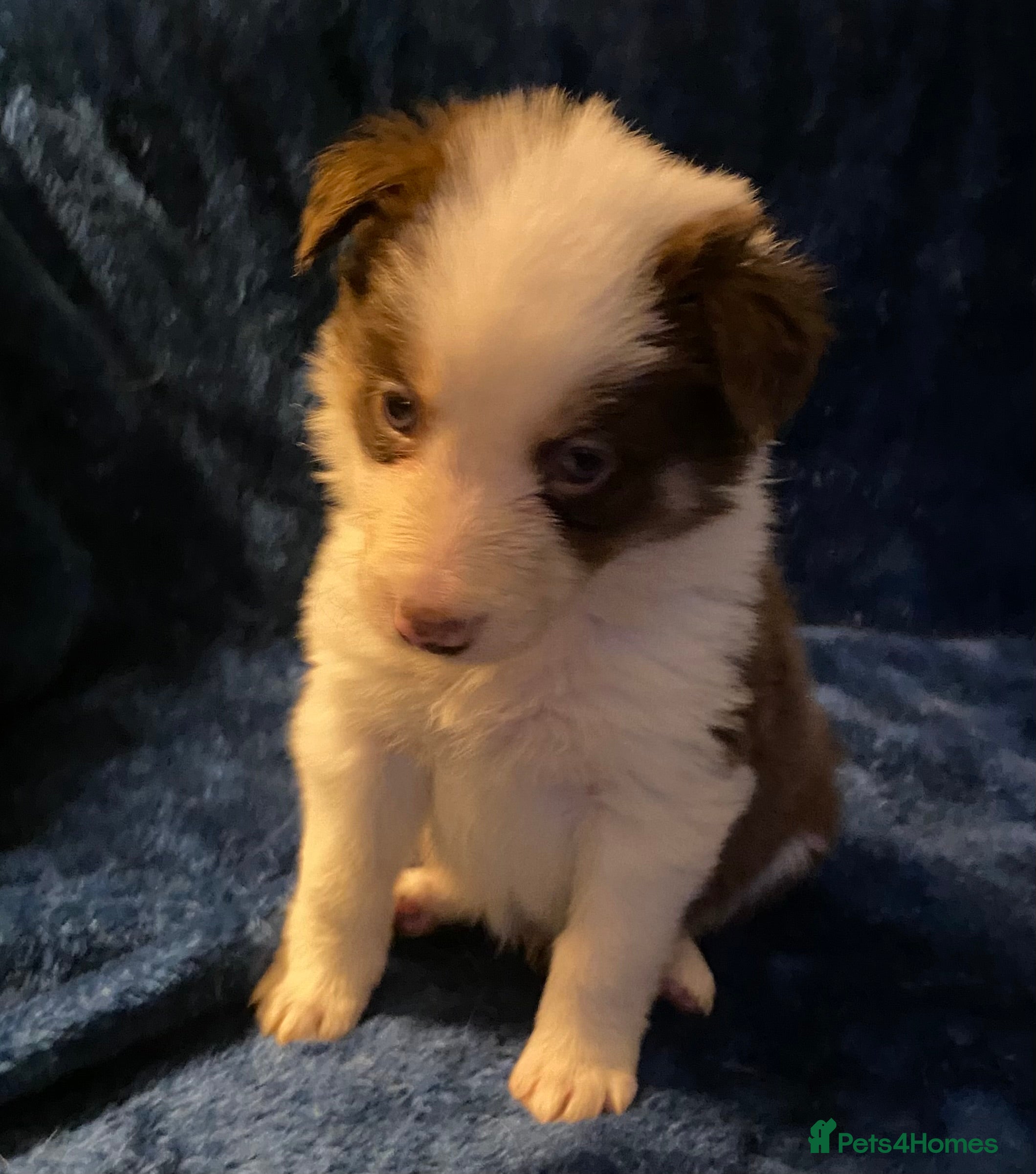 Border Collie dogs Quality Red, White & Gold Border Collie Pups - Advert 4