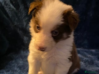 Border Collie dogs Quality Red, White & Gold Border Collie Pups - Advert 4