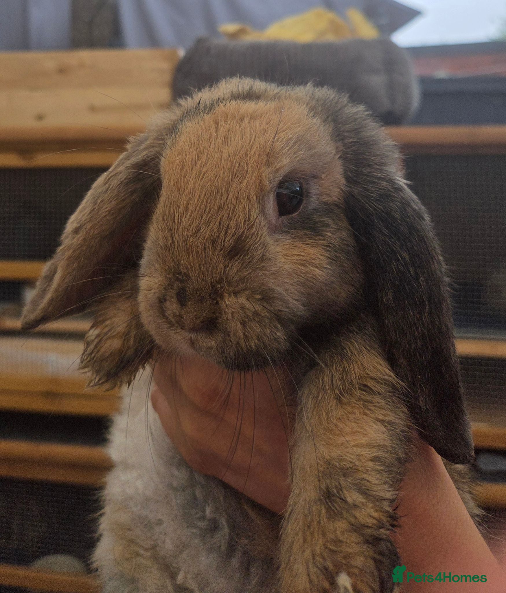 Mini Lop rabbits Only one left boy available. Beautiful mini lops - Advert 1