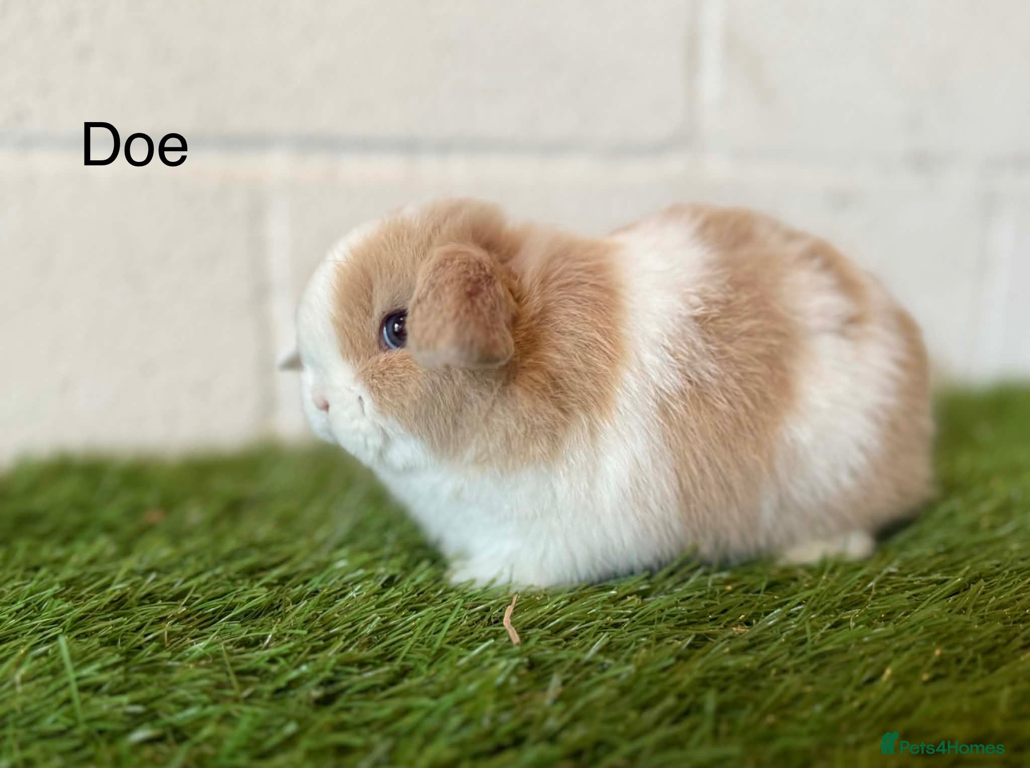 Mini Lop rabbits Stunning Mini Lops  - Advert 1