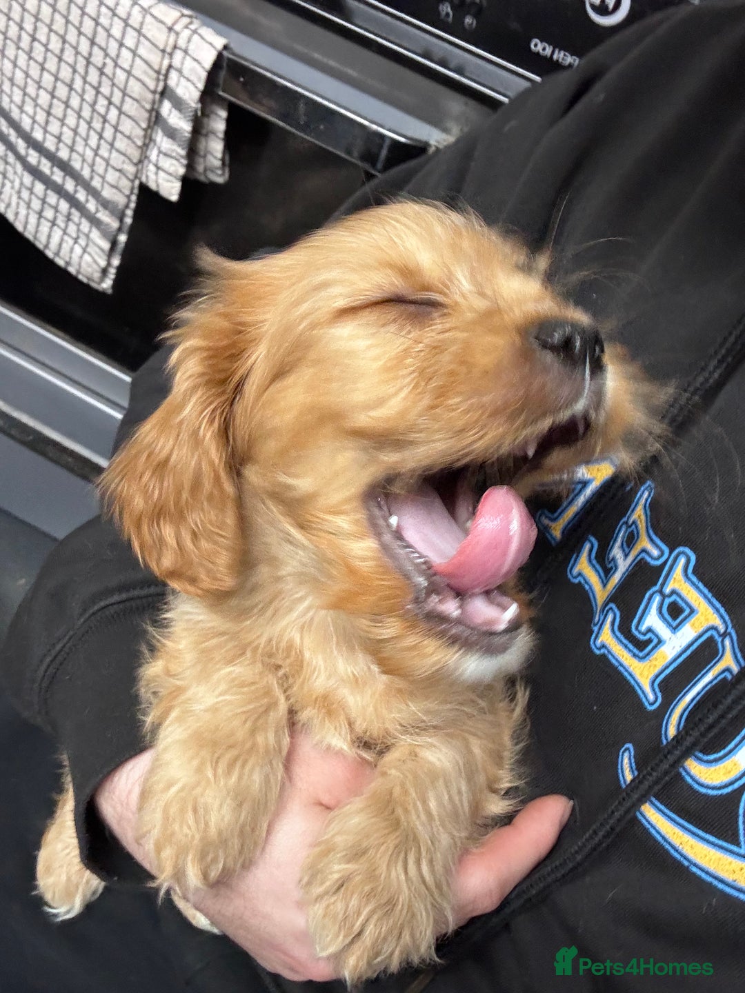 Mixed Breed dogs for sale: King Charles cavalier cross Maltese shihtzu  - Advert 4