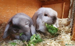 Mini Lop rabbits for sale: Spayed and neutered rabbits for adoption  - Advert 9