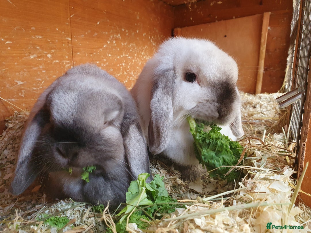 Mini Lop rabbits for sale: Spayed and neutered rabbits for adoption  - Advert 9