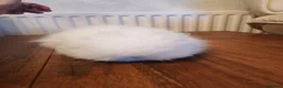 Lionhead rabbits for sale: Blue eyed white double maned baby lionhead - Advert 2