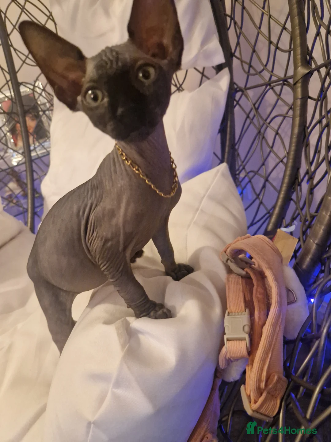 Sphynx cats for sale: Canadian Sphynx kittens - Advert 7