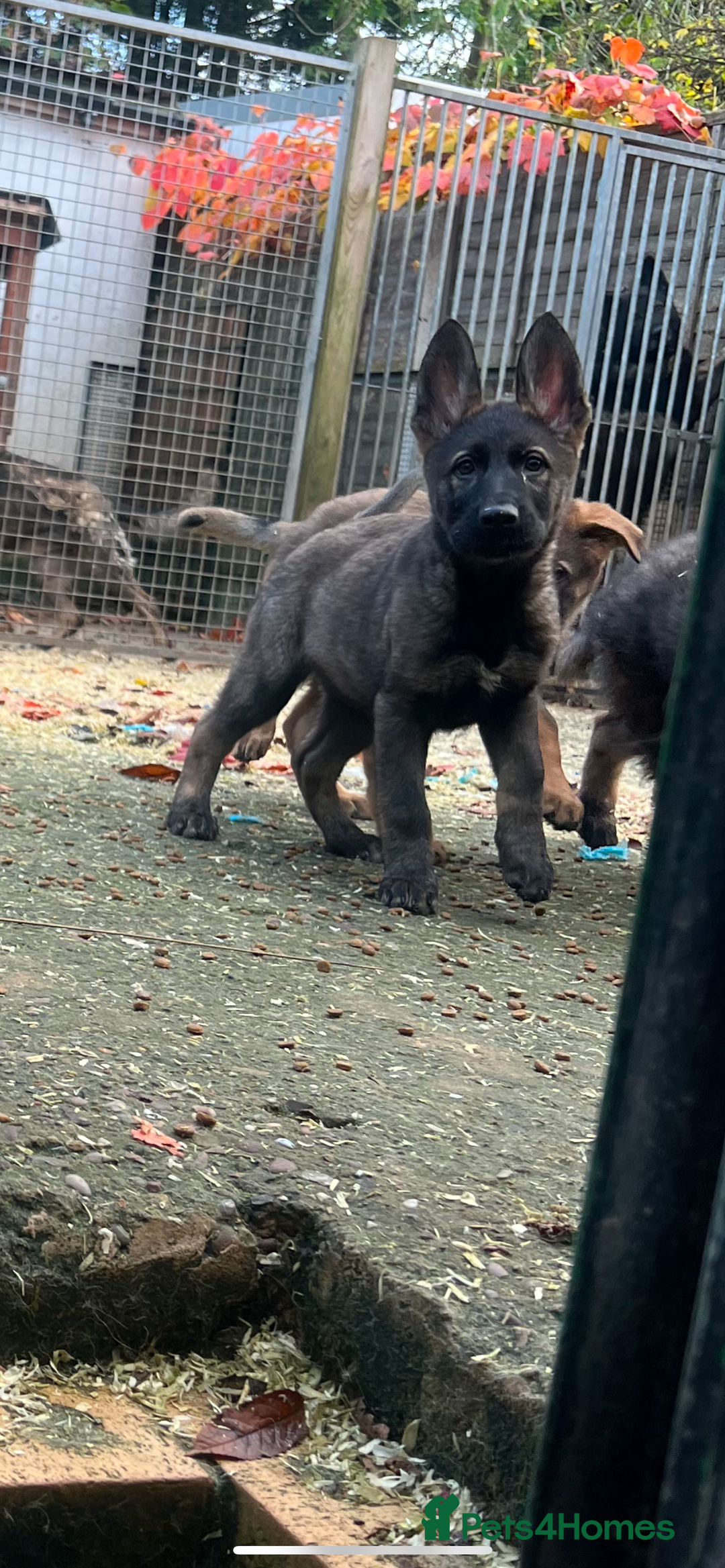 German Shepherd dogs for stud: Proven Czech German Shepherd Stud!!! - Advert 6