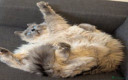 Ragdoll cats for sale: Freddie the ragdoll  - Image 6