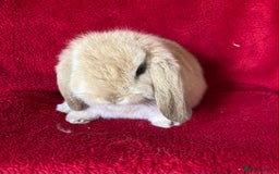Mini Lop rabbits for sale: Adorable Pure Mini Lop Rabbits  - Image 8