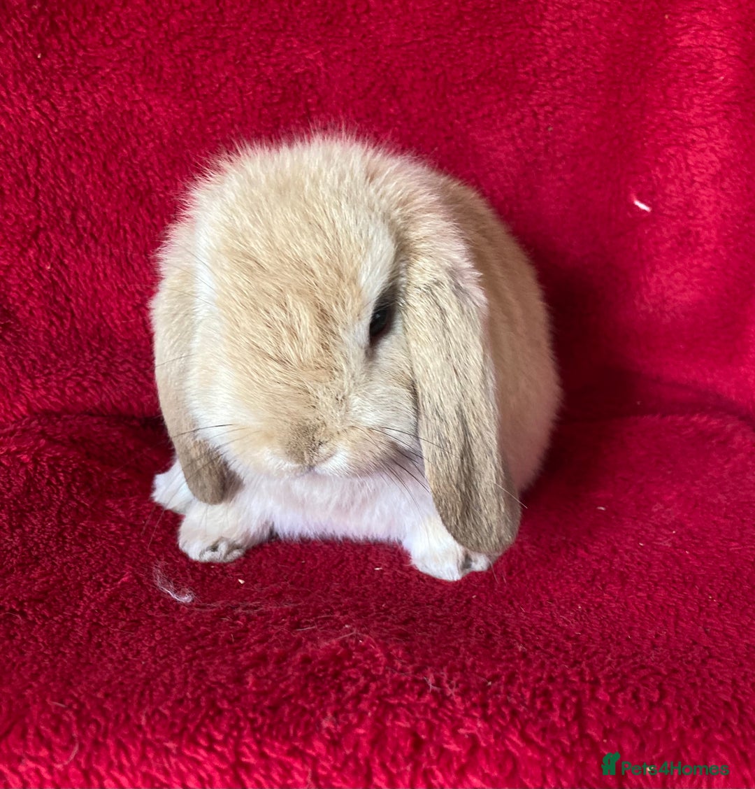 Mini Lop rabbits for sale: Adorable Pure Mini Lop Rabbits  - Image 8