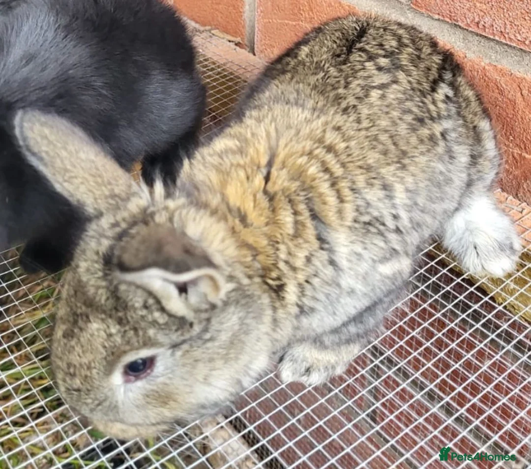Continental Giant rabbits for sale: Giant Continental Rabbit 🐰 - Advert 2