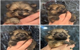 Pomeranian dogs for sale: Kc registered Pomeranians  - Image 20