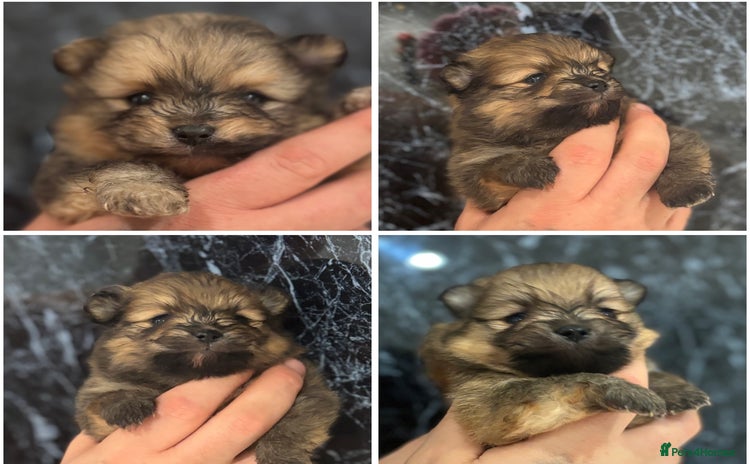 Pomeranian dogs - Advert 4