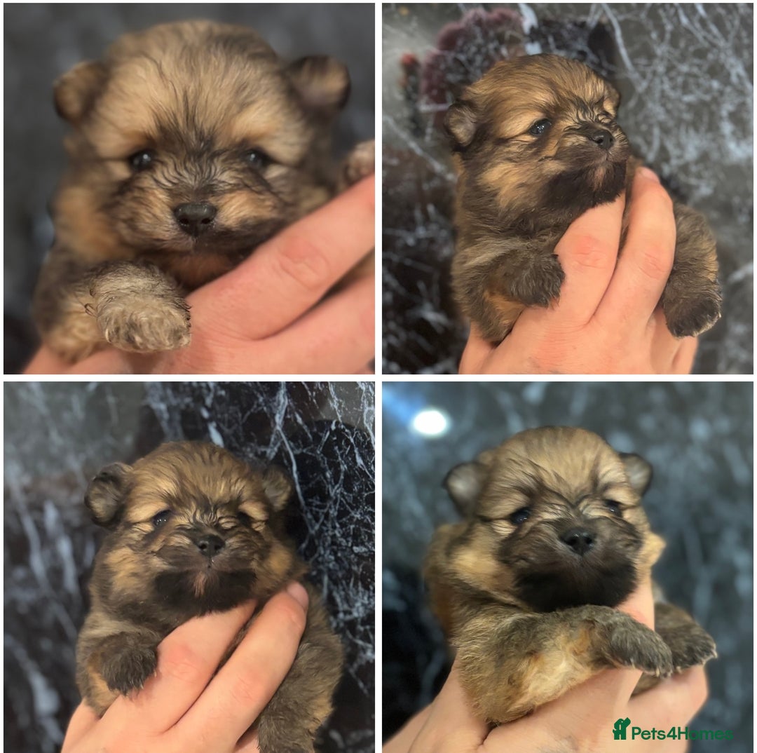 Pomeranian dogs for sale: Kc registered Pomeranians  - Image 20