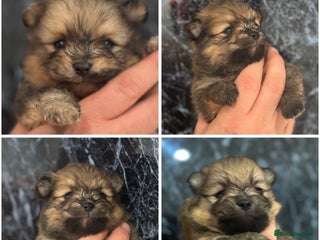 Pomeranian dogs - Advert 1