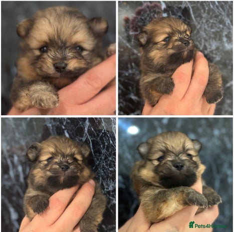 Pomeranian dogs - Advert 4