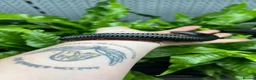 Mixed Breed invertebrates for sale: Various Invertebrates At Urban Exotics  - Advert 23