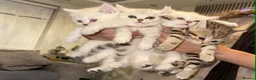 British Shorthair cats for sale: British shorthair and persian kitty - Advert 6