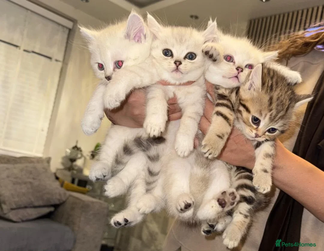British Shorthair cats for sale: British shorthair and persian kitty - Advert 6