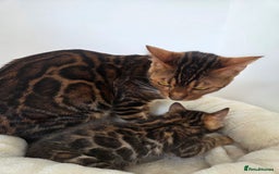 Bengal cats for sale: 🐾Gorgeous Female Bengal Kitten Available! - Image 5