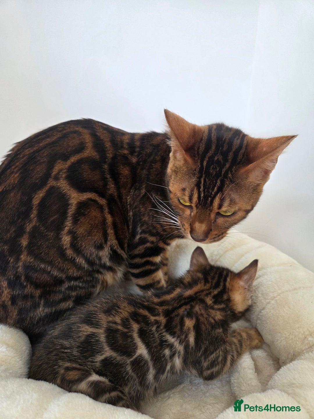 Bengal cats for sale: 🐾Gorgeous Female Bengal Kitten Available! - Image 5