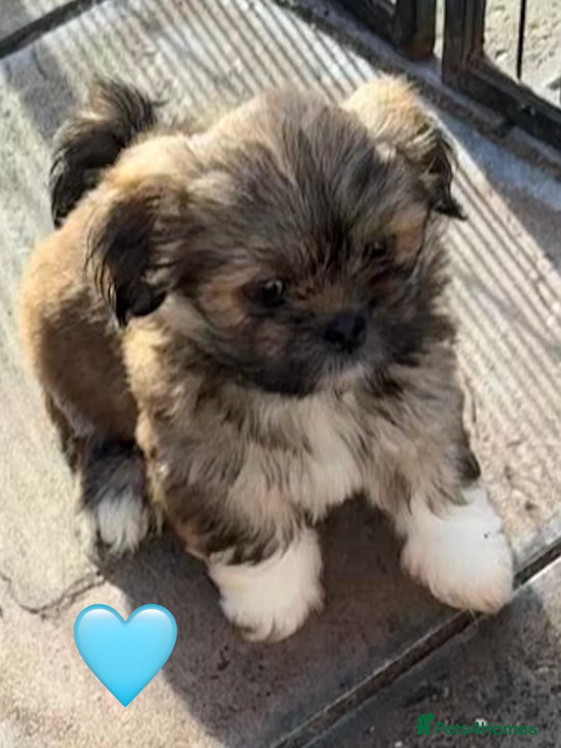 Lhasa Apso dogs Seven Beautiful RKC reg. Pups GPRA Clear - Advert 14