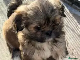 Lhasa Apso dogs Seven Beautiful RKC reg. Pups GPRA Clear - Advert 14