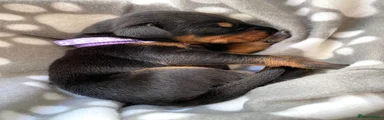 Dobermann 11