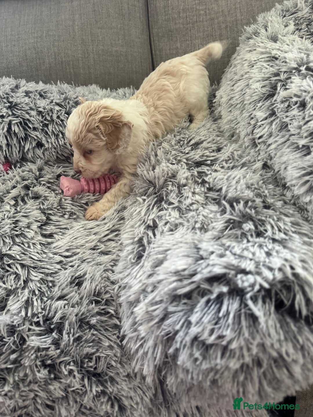 Cockapoo dogs for sale:   🐾 Cockapoo Puppies 🐶  - Image 2