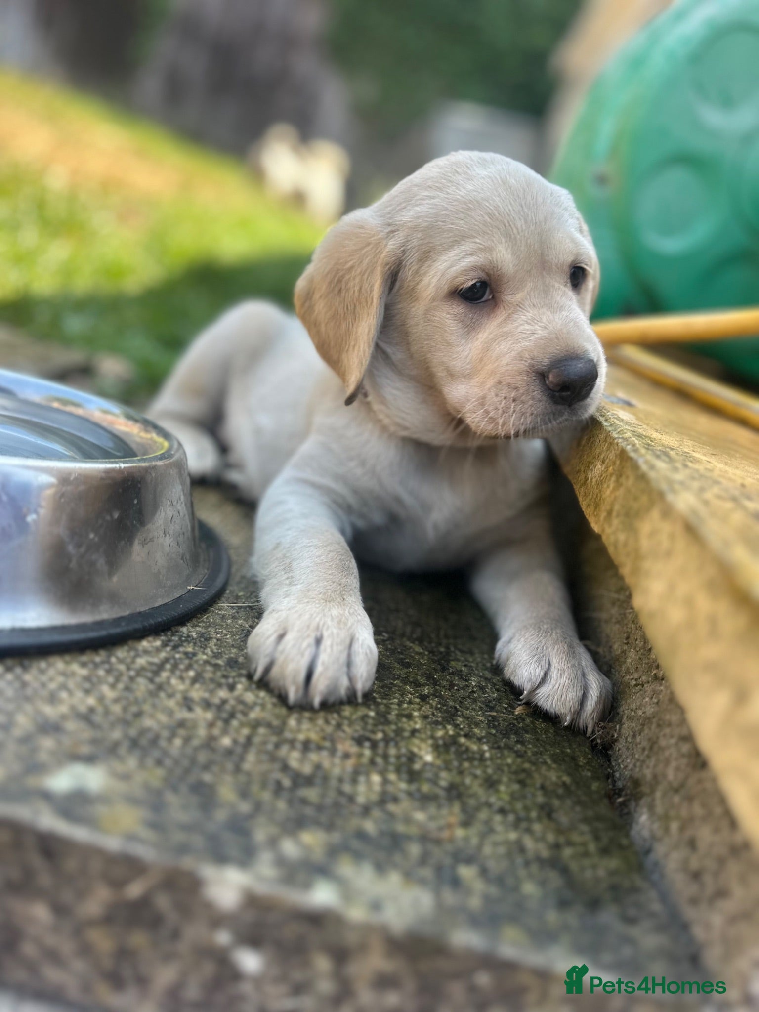 Goldador dogs *Gorgeous Goldador puppies* - Advert 1