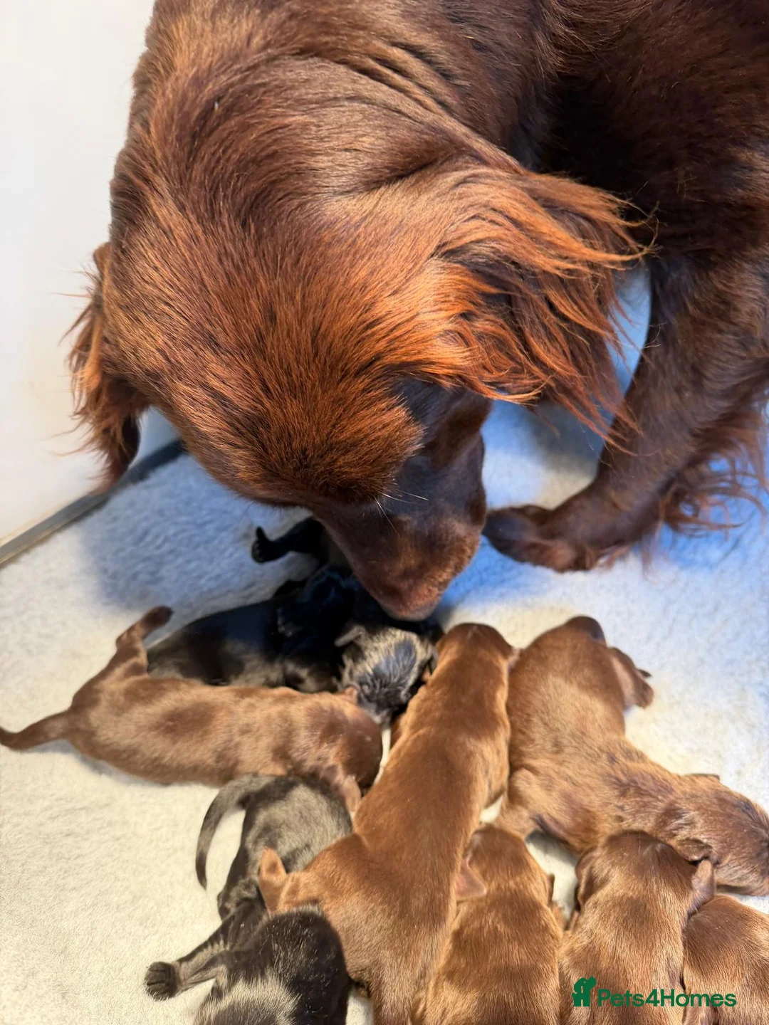 Flat coated Retriever dogs for sale: 1st Class ⭐️⭐️⭐️⭐️⭐️ Licensed - Advert 2