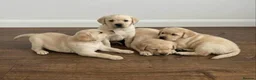 Labrador Retriever dogs for sale: Labrador Puppies  - Advert 1