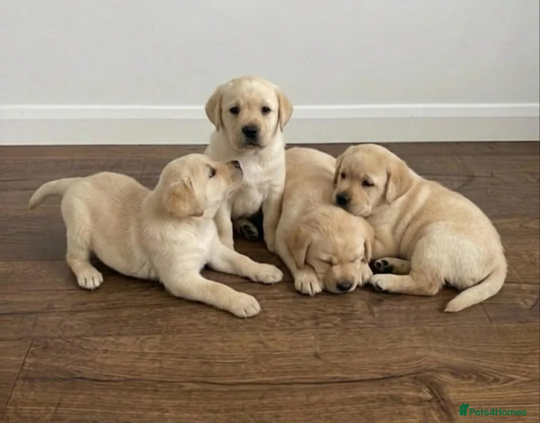 Labrador Retriever dogs for sale: Labrador Puppies  - Advert 1