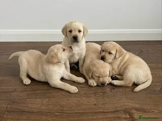 Labrador Retriever dogs Labrador Puppies - Advert 1