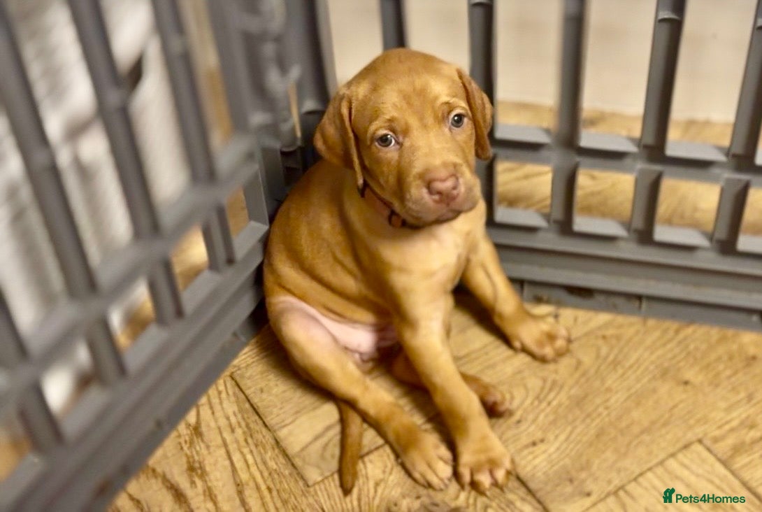 Mixed Breed dogs Beautiful Staffy/Viszla Puppies for Loving Homes - Advert 2