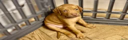 Mixed Breed dogs for sale: Beautiful Staffy/Viszla Puppies for Loving Homes - Advert 20