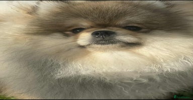 Pomeranian dogs - Advert 6