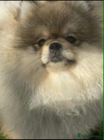 Pomeranian dogs - Advert 4