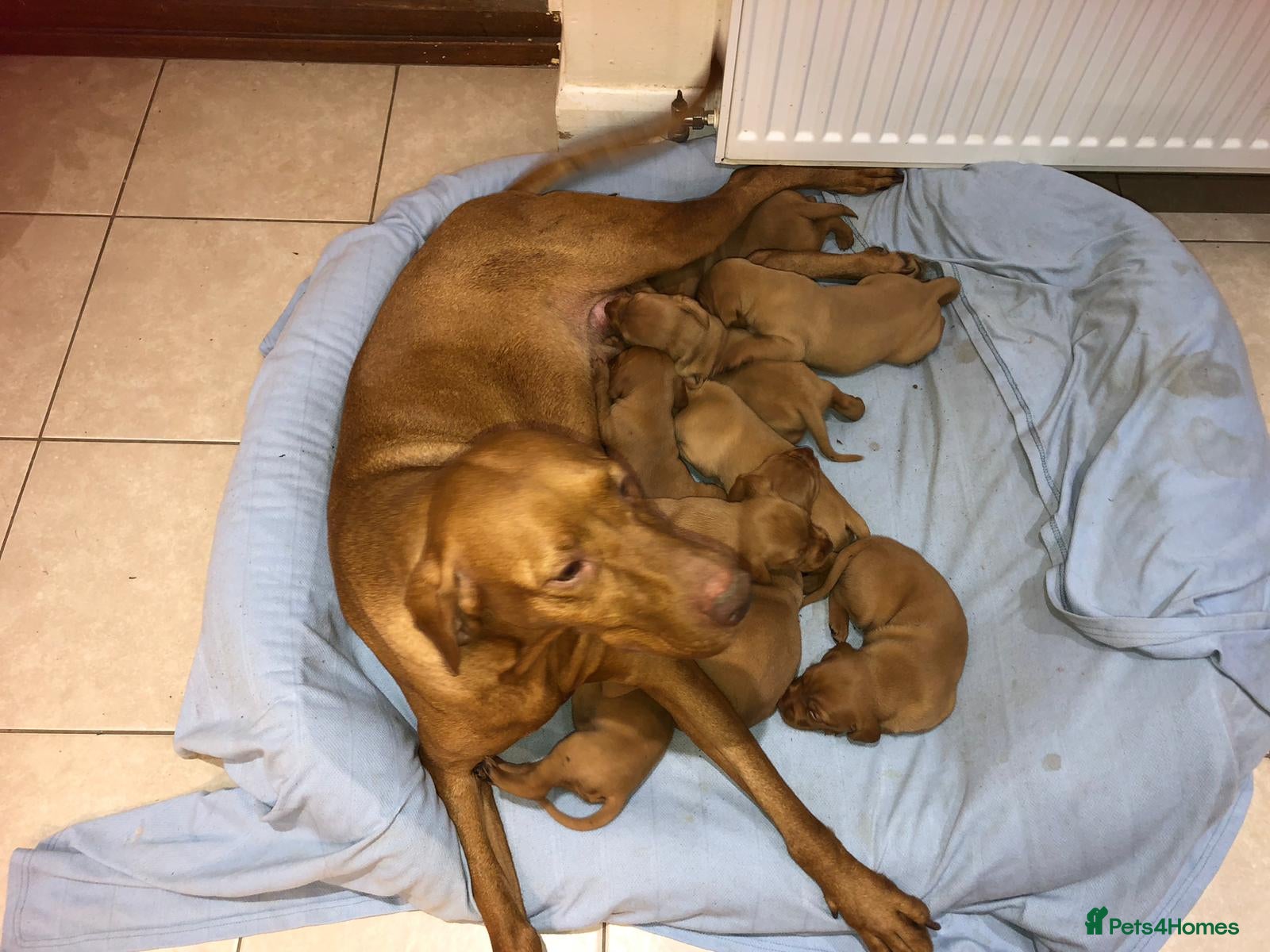 Hungarian Vizsla dogs Playfull and cheeky hungarian vizsla puppies  - Advert 4