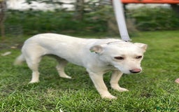 Mixed Breed dogs for adoption: 💖🐶 BILOCHKA 🐶💖 - Image 9