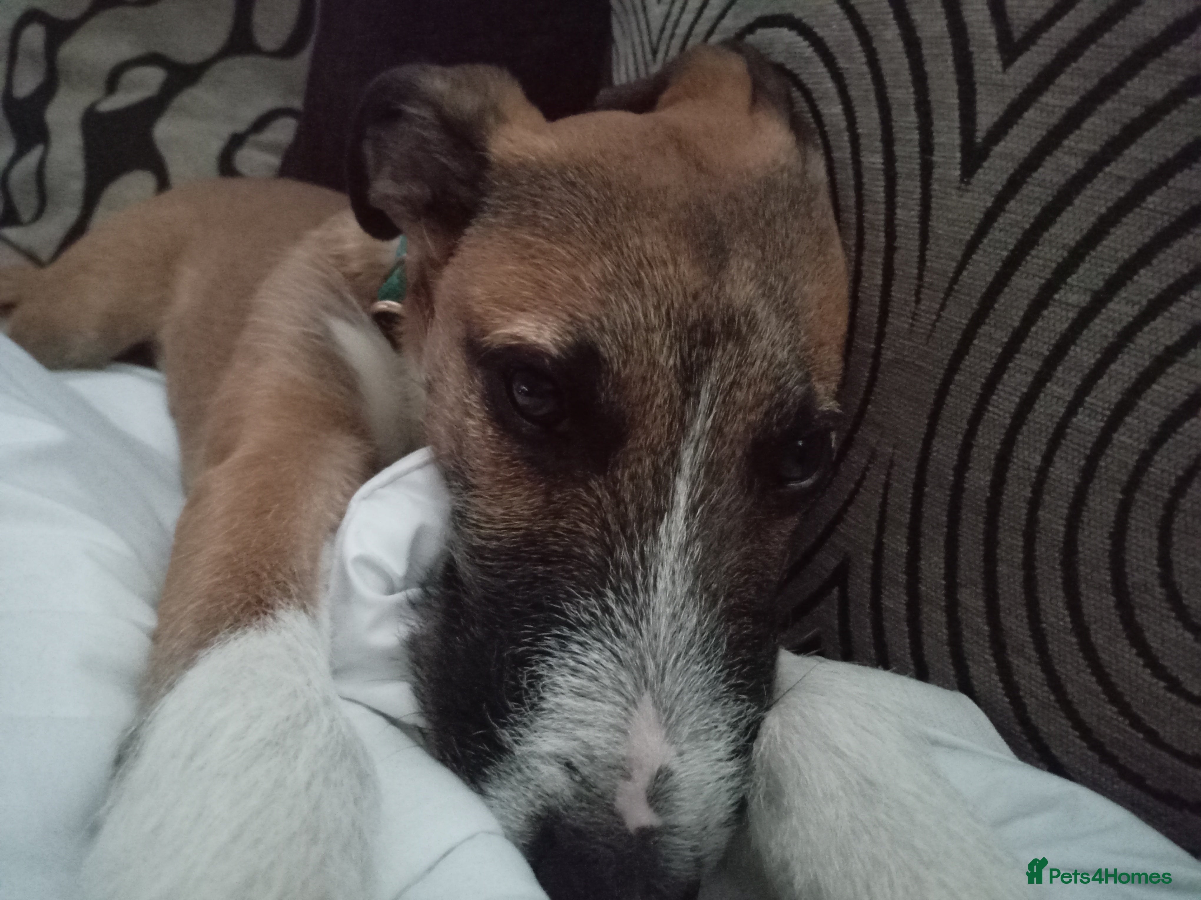 Mixed Breed dogs Lurcher Puppy 8 month old  - Advert 1
