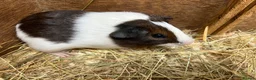 Guinea Pig rodents for sale: Female - sow Dutch guinea pigs - Advert 8