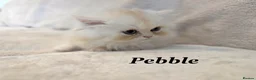 Persian cats for sale: **Last One** beautiful Persian kittens - Advert 17