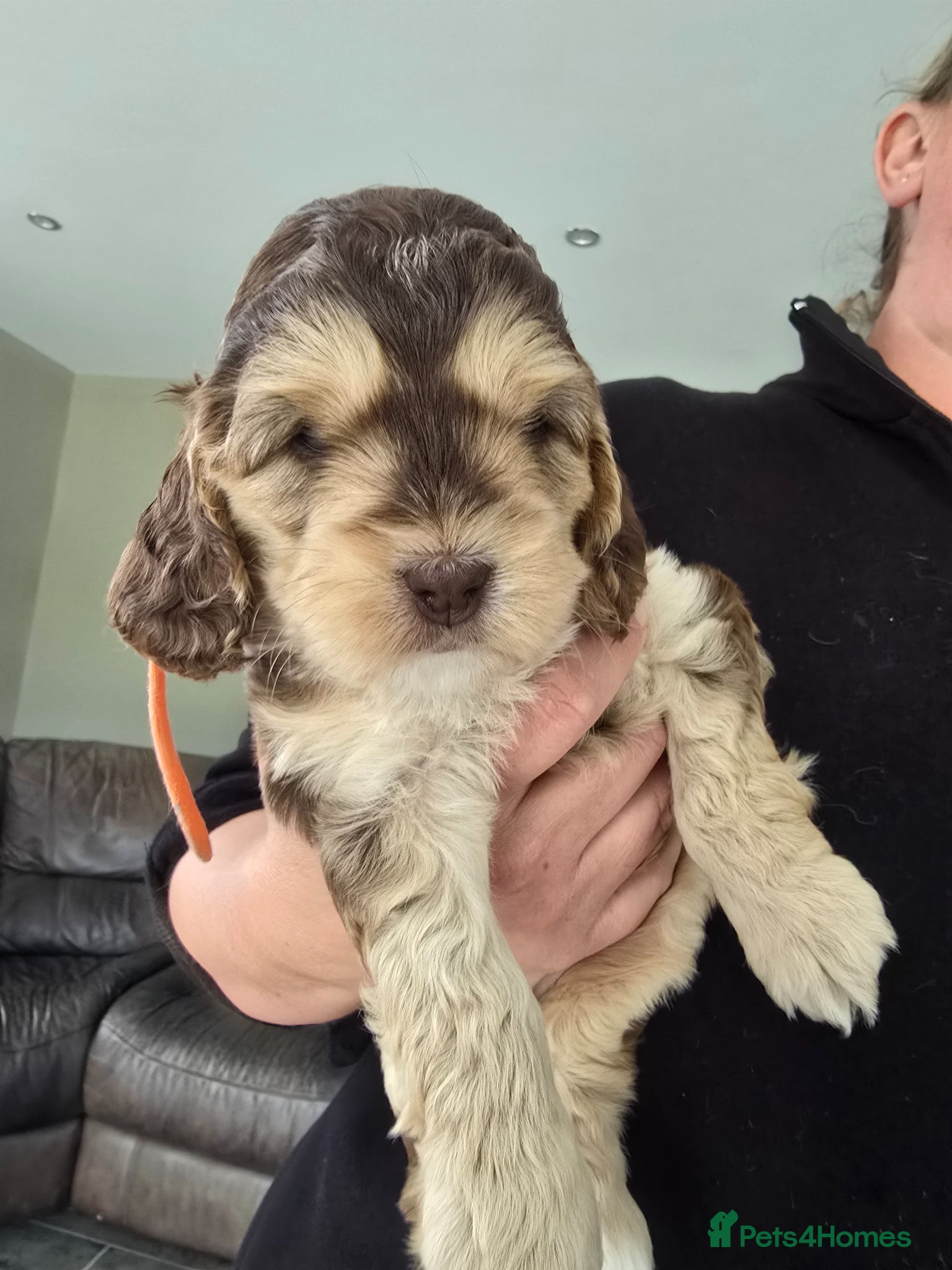 Cockapoo dogs SHOW F1 cockapoos licensed breeder  - Advert 1