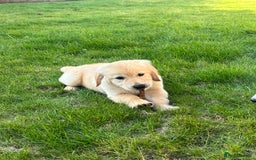 Golden Retriever dogs for sale: Teddy Bear Goldies - Image 24