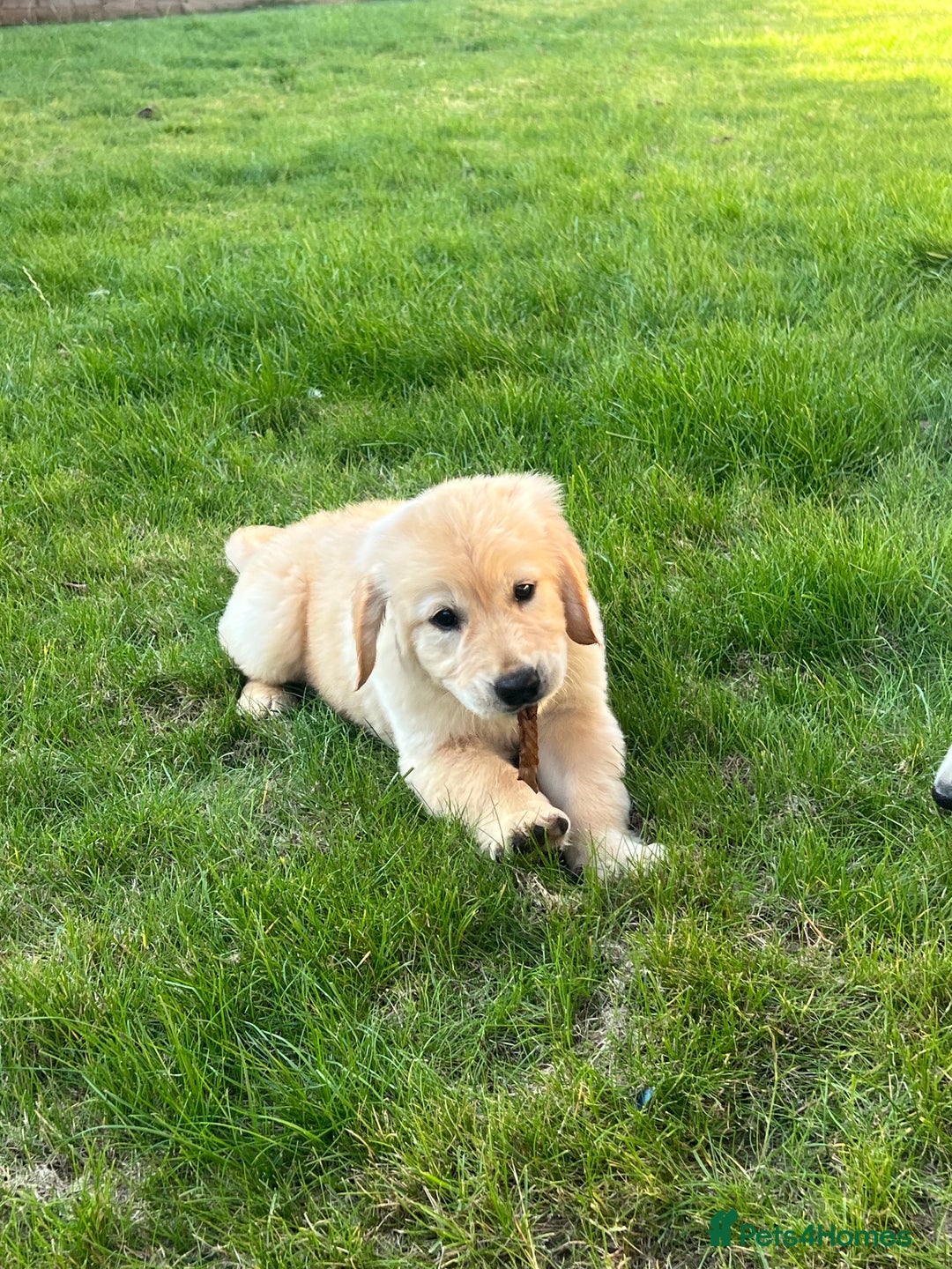 Golden Retriever dogs for sale: Teddy Bear Goldies - Image 24
