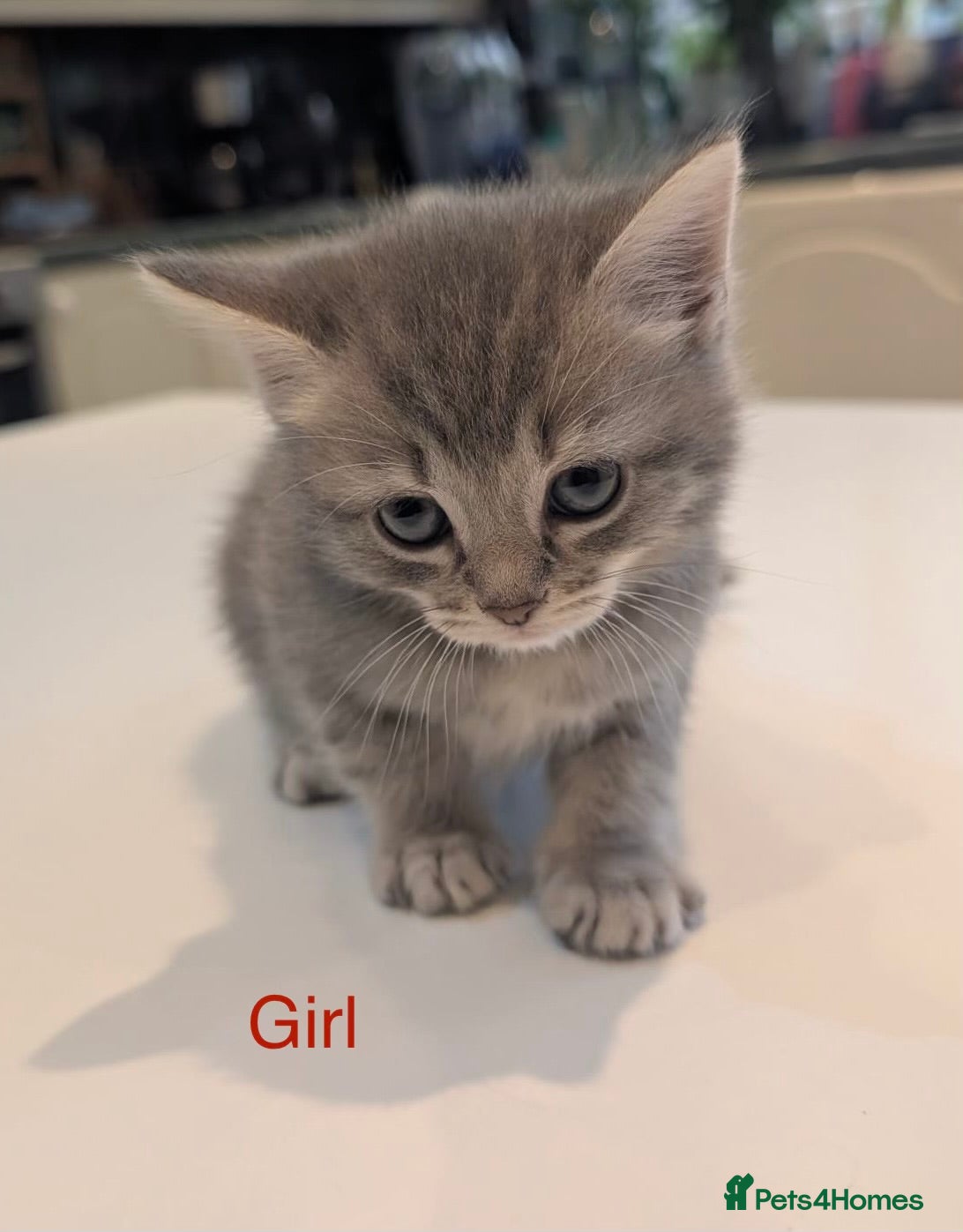 Scottish Fold cats for sale: Only 3 girls left! Scottish straight grey tabby 😻 - Advert 4
