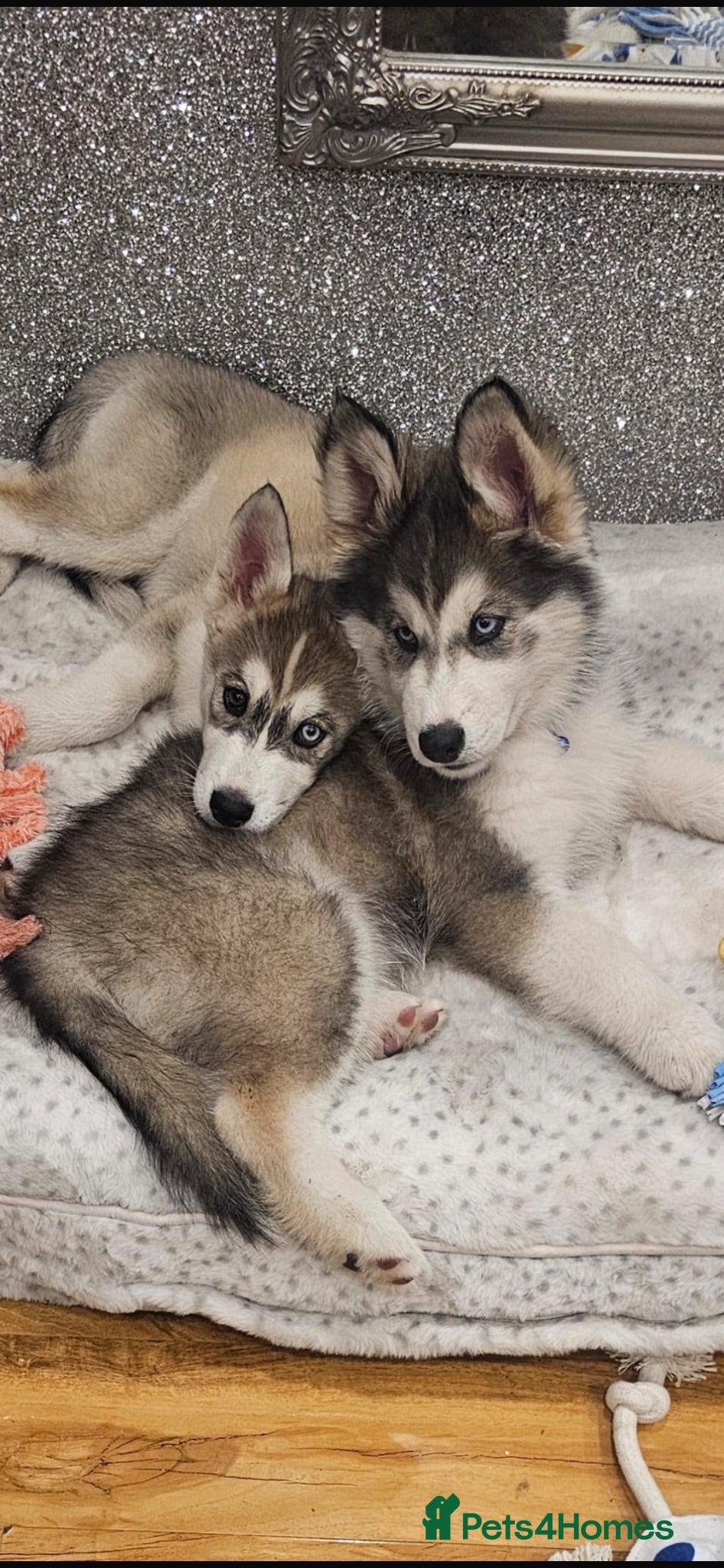 Siberian Husky dogs 2 gorgeous husky puppies looking for  - Advert 4