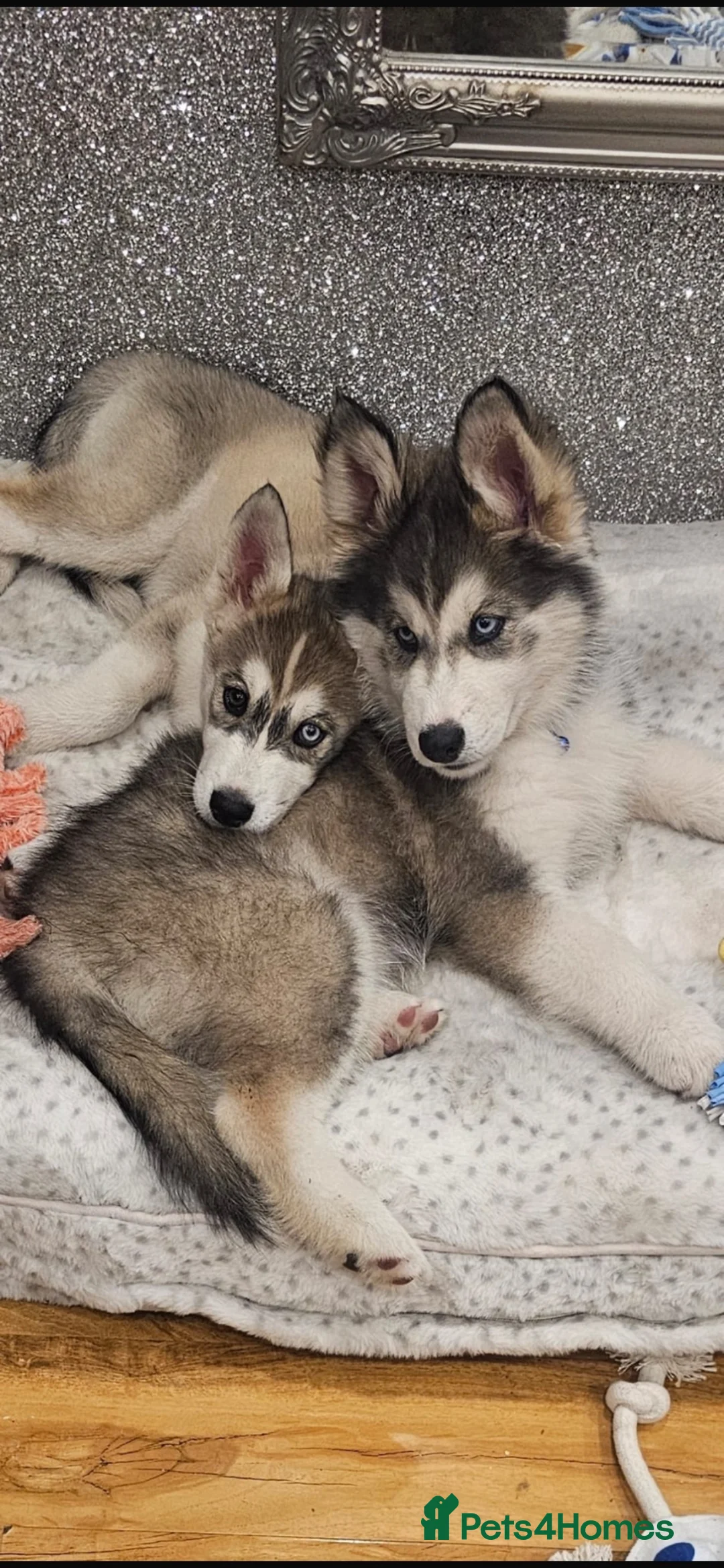 Siberian Husky dogs for sale: 2 gorgeous husky puppies looking for  in Bolton - Advert 1